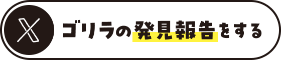 ゴリラの発見報告をする